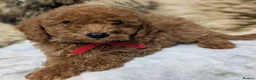 Toy Poodle dogs for sale: Stunning DNA Clear Toy Mini Poodle Puppies  - Advert 33