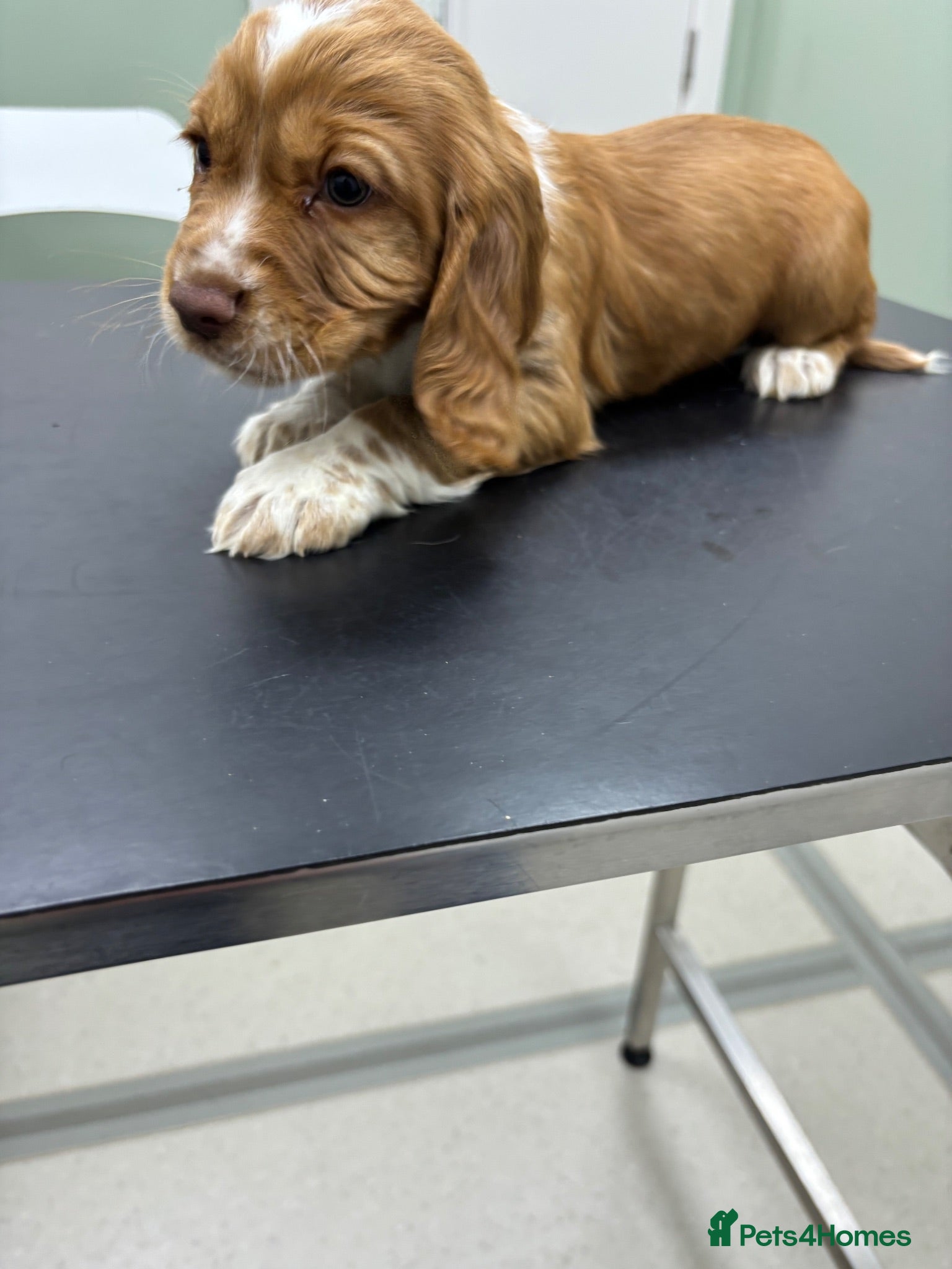 Cocker Spaniel dogs  cocker spaniel 1 boy 1 girl ready now  - Advert 6