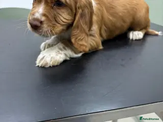 Cocker Spaniel dogs cocker spaniel 1 boy 1 girl ready now - Advert 6