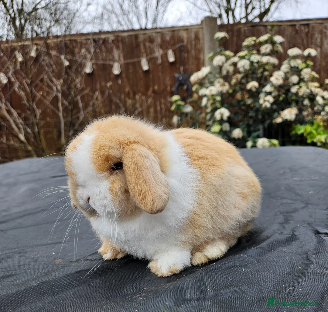 Mini Lop rabbits for sale: Baby mini lop boy  - Advert 3