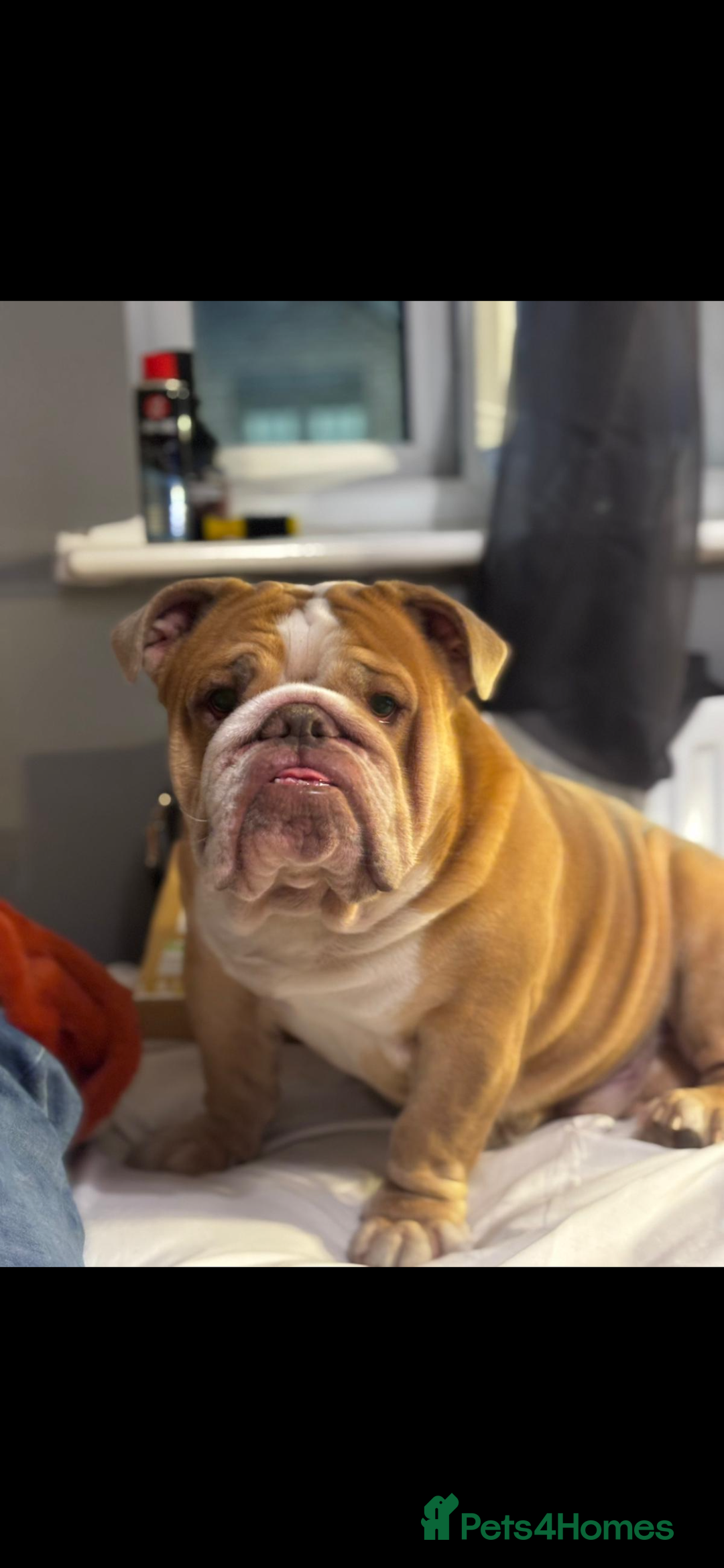 English Bulldog dogs for sale: Rubble the bulldog  - Image 3