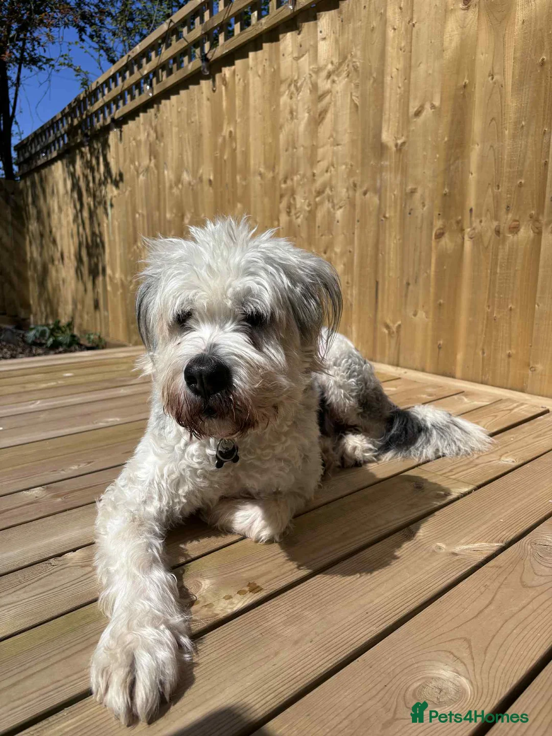 Mixed Breed dogs for adoption: Brian is looking for a home -Mioritic Shepherd  - Advert 9