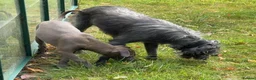 Lurcher dogs for sale: STUNNING *Isabella Blue Mini Lurcher, Lead Candy! - Advert 7