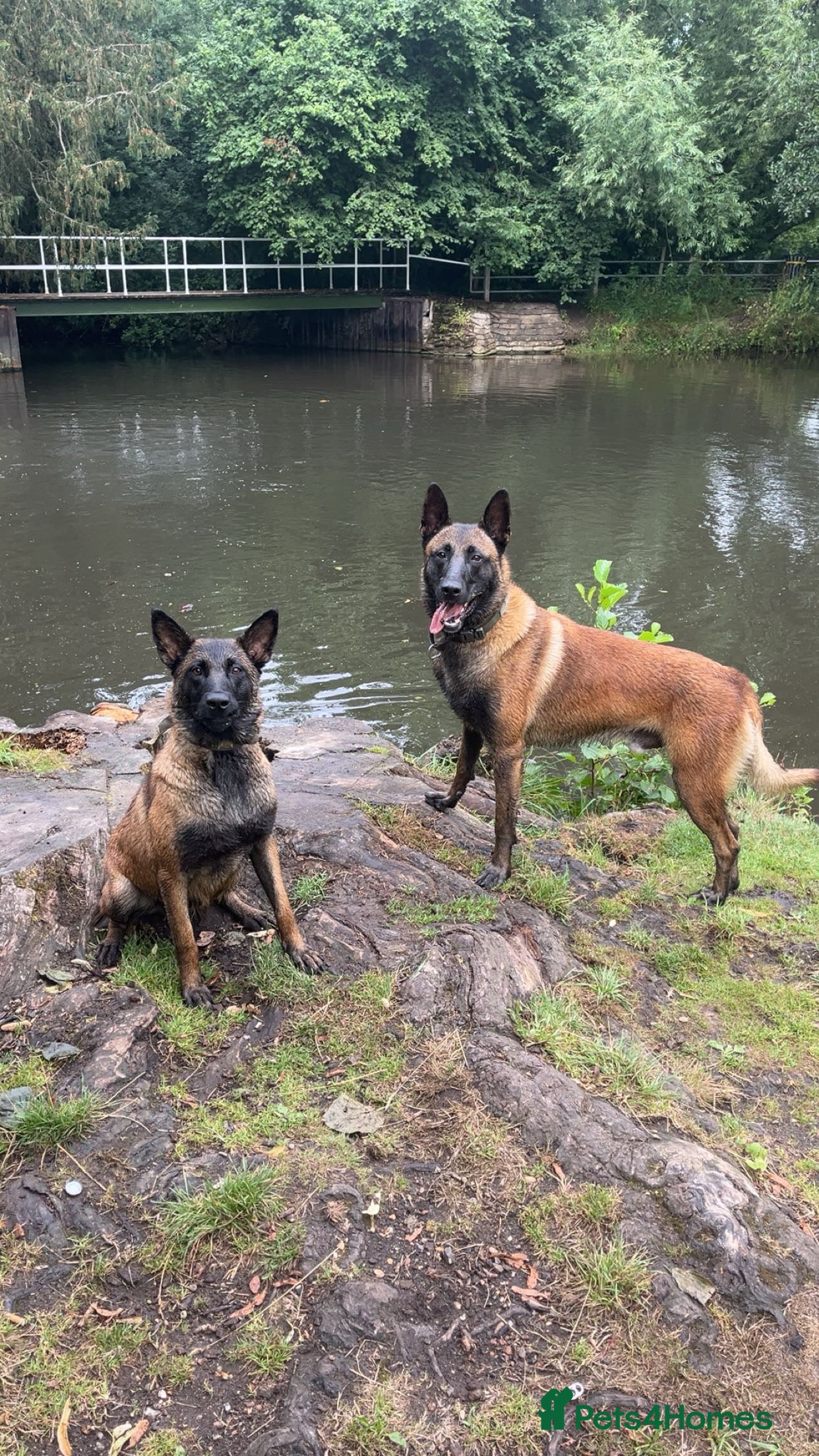 Belgian Shepherd Dog dogs 7weeks Kc Belgium,Malinois puppies  - Advert 2