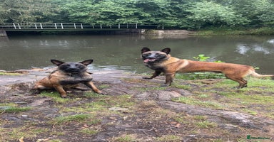 Belgian Shepherd Dog dogs - Advert 1