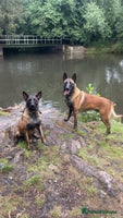Belgian Shepherd Dog dogs - Advert 7