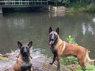 Belgian Shepherd Dog dogs 7weeks Kc Belgium,Malinois puppies - Advert 2