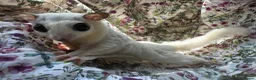 Sugar Glider rodents for sale: Platinum Mosiac and white faced female - Advert 5