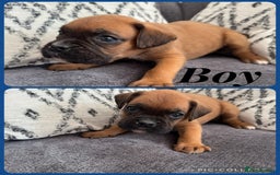 Boxer dogs for sale: Beautiful boxer pups for sale - Image 7