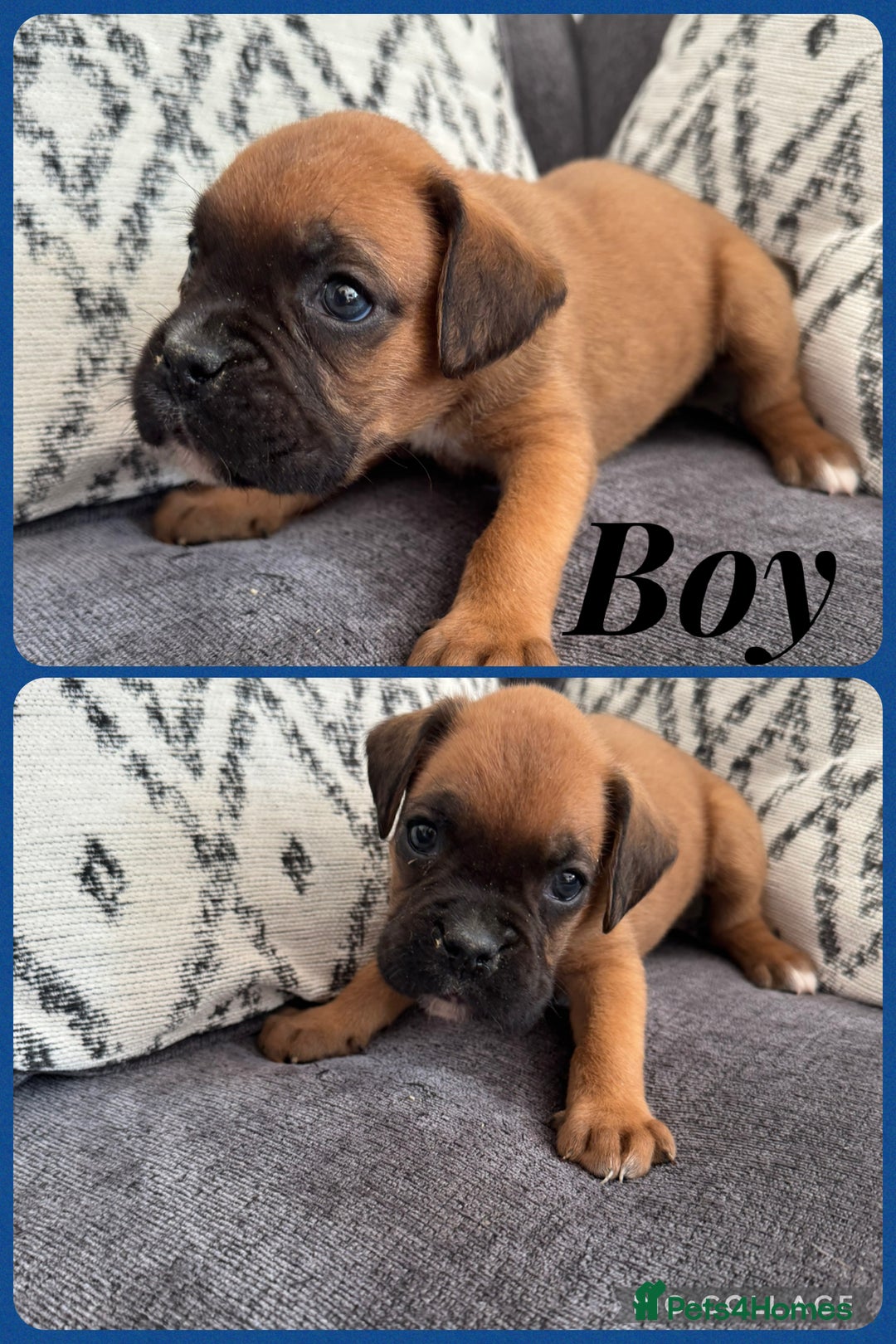 Boxer dogs for sale: Beautiful boxer pups for sale - Image 7