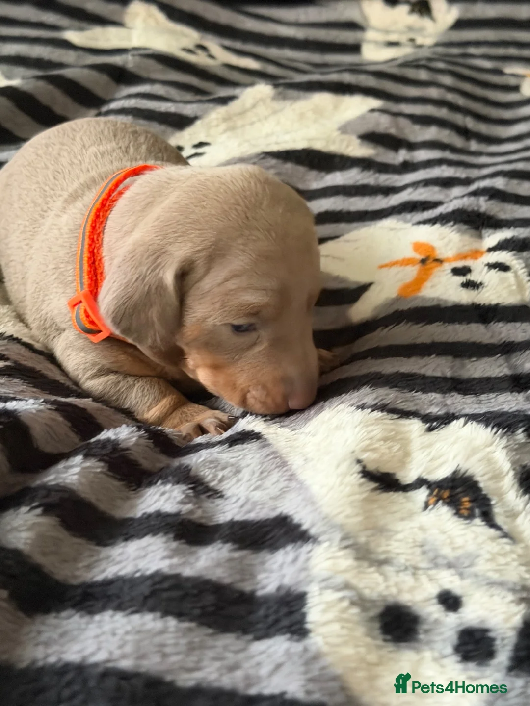 Dachshund dogs for sale: Miniature smooth-haired dachshund  - Advert 13