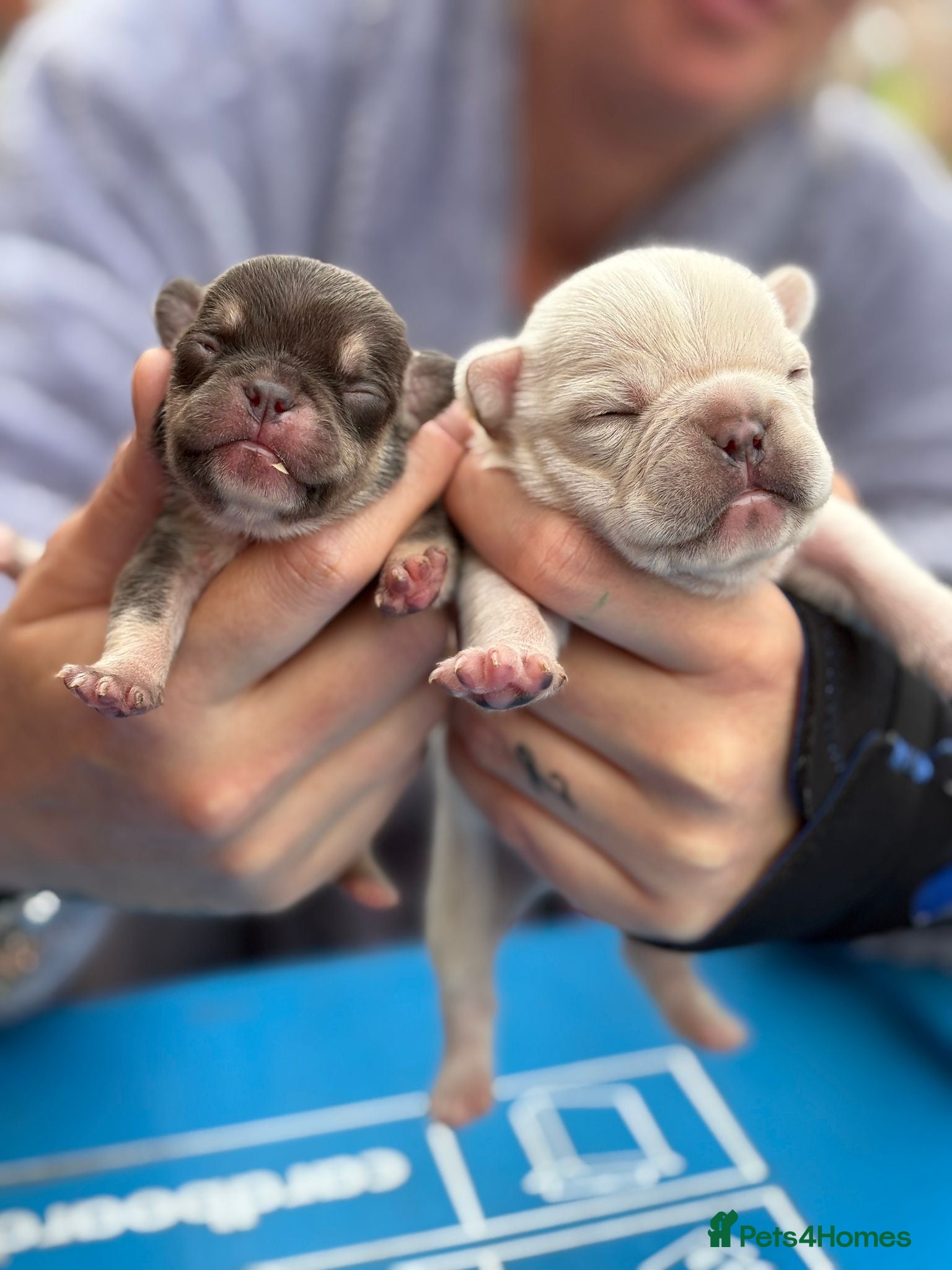 French Bulldog dogs French bulldog pups for sale  - Advert 8