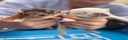 French Bulldog dogs for sale: French bulldog pups for sale  - Advert 1