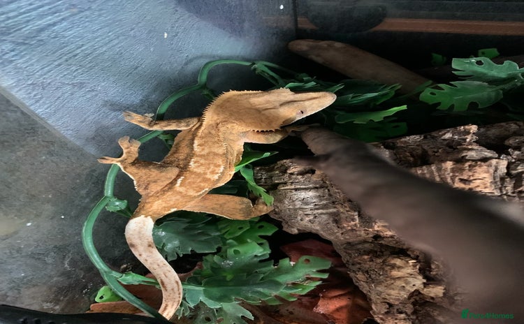 Gecko reptiles - Advert 1