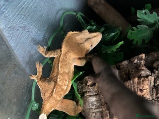 Gecko reptiles - Advert 23