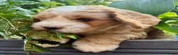 Mixed Breed dogs for sale: Gorgeous Doodle puppies  in Grantown-on-Spey - Advert 5