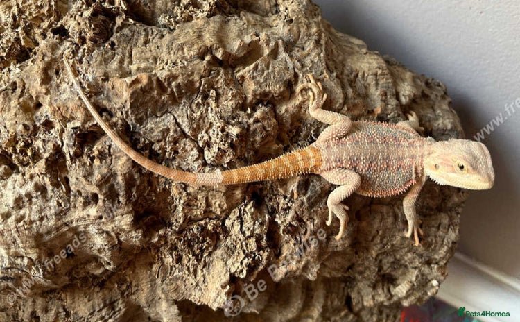 Bearded Dragon reptiles - Advert 5