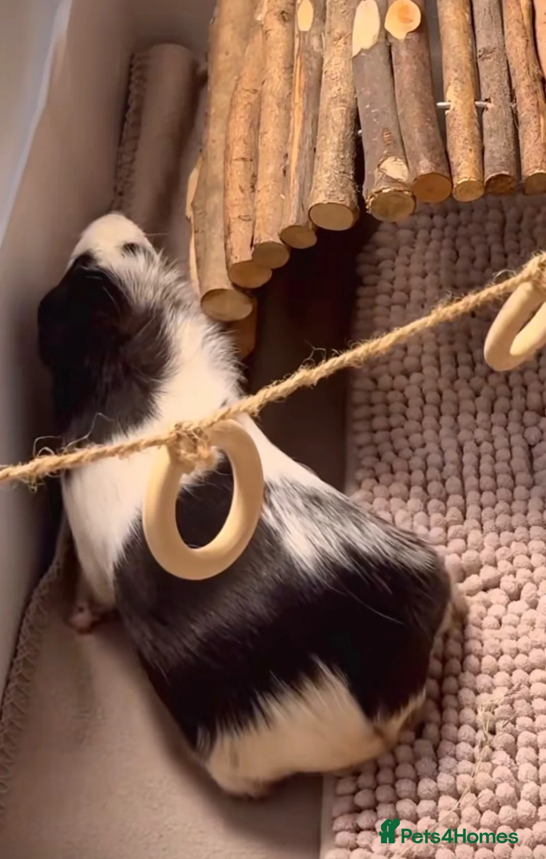 Guinea Pig rodents for sale: 2 female guinea pigs in ELY - Advert 2