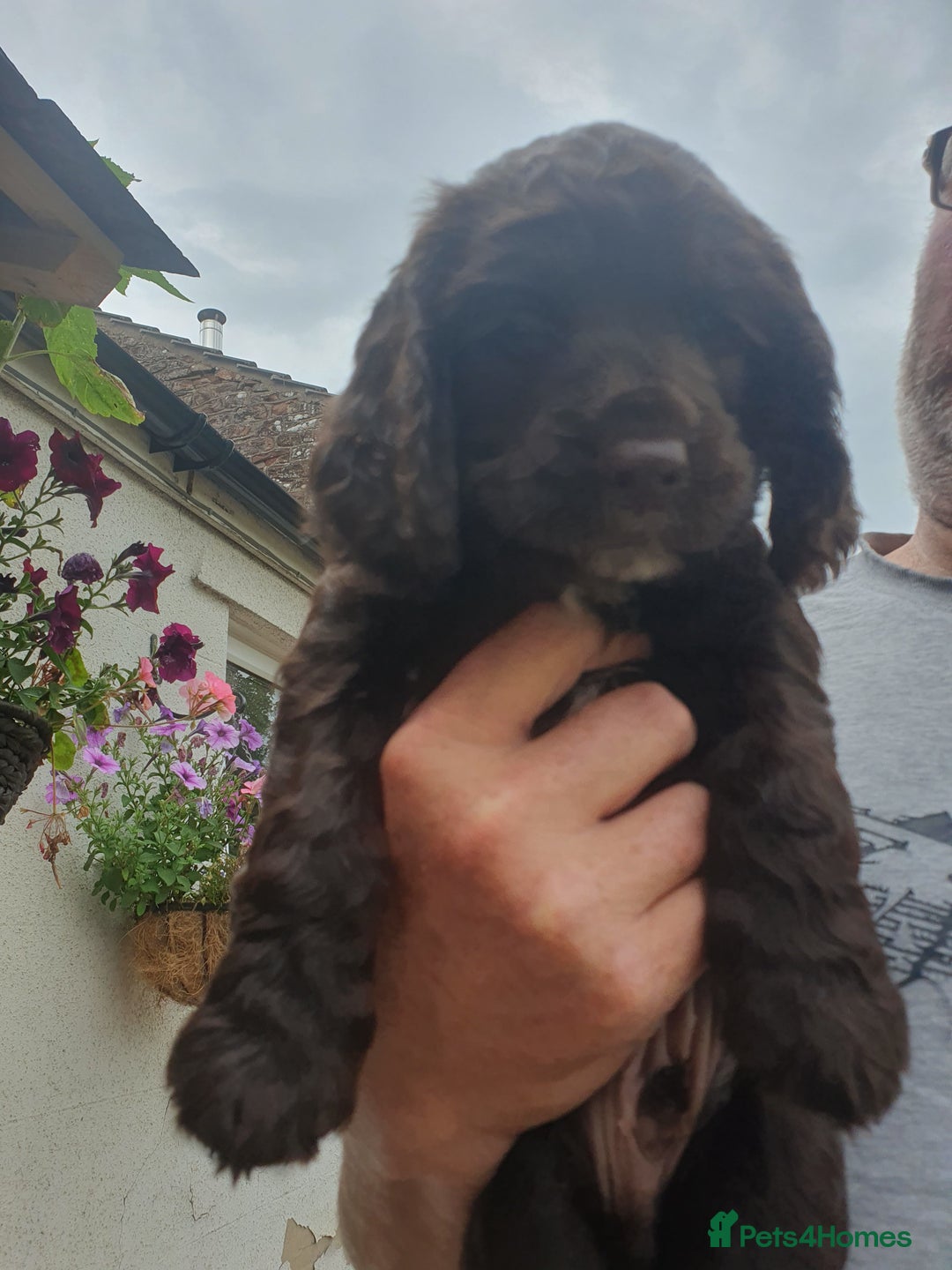 Cocker Spaniel dogs for sale: Working Cocker Spaniels  - Image 8