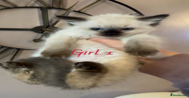 Ragdoll cats - Advert 3