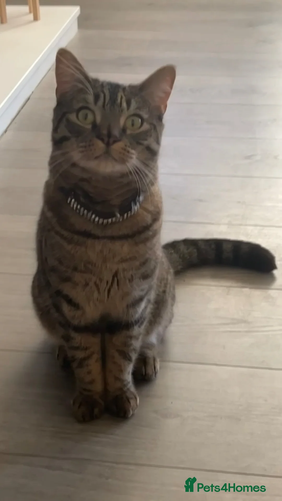 Mixed Breed cats for sale: 2 Gorgeous Cat’s | Female & Male in Dudley - Advert 5