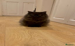 Persian cats for sale: Please read Pure male Persian kittens for sale  - Image 7