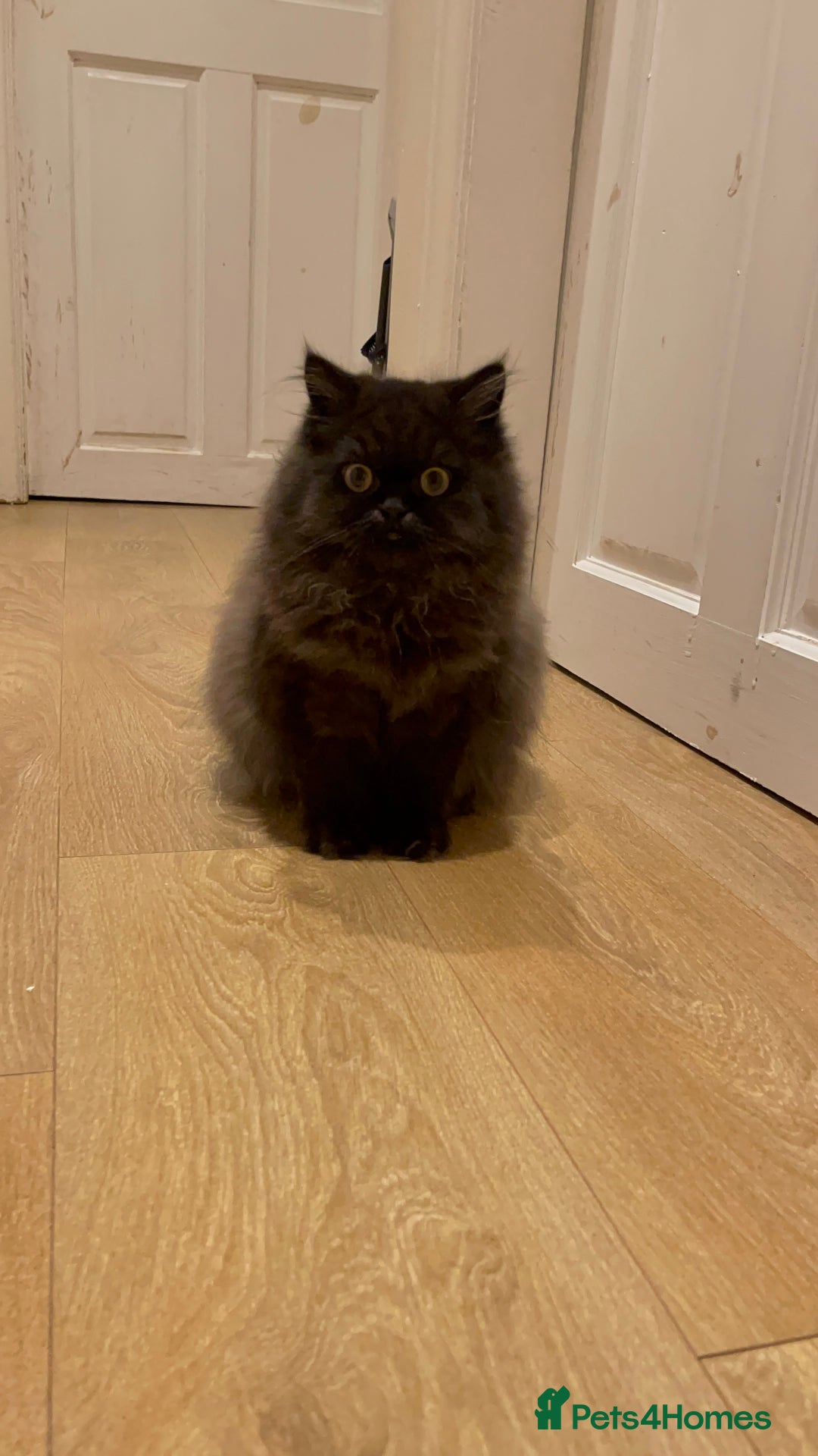 Persian cats for sale: Please read Pure male Persian kittens for sale  - Image 7