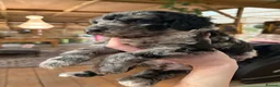 Bernedoodle dogs for sale: F1b Bernedoodle  - Advert 27