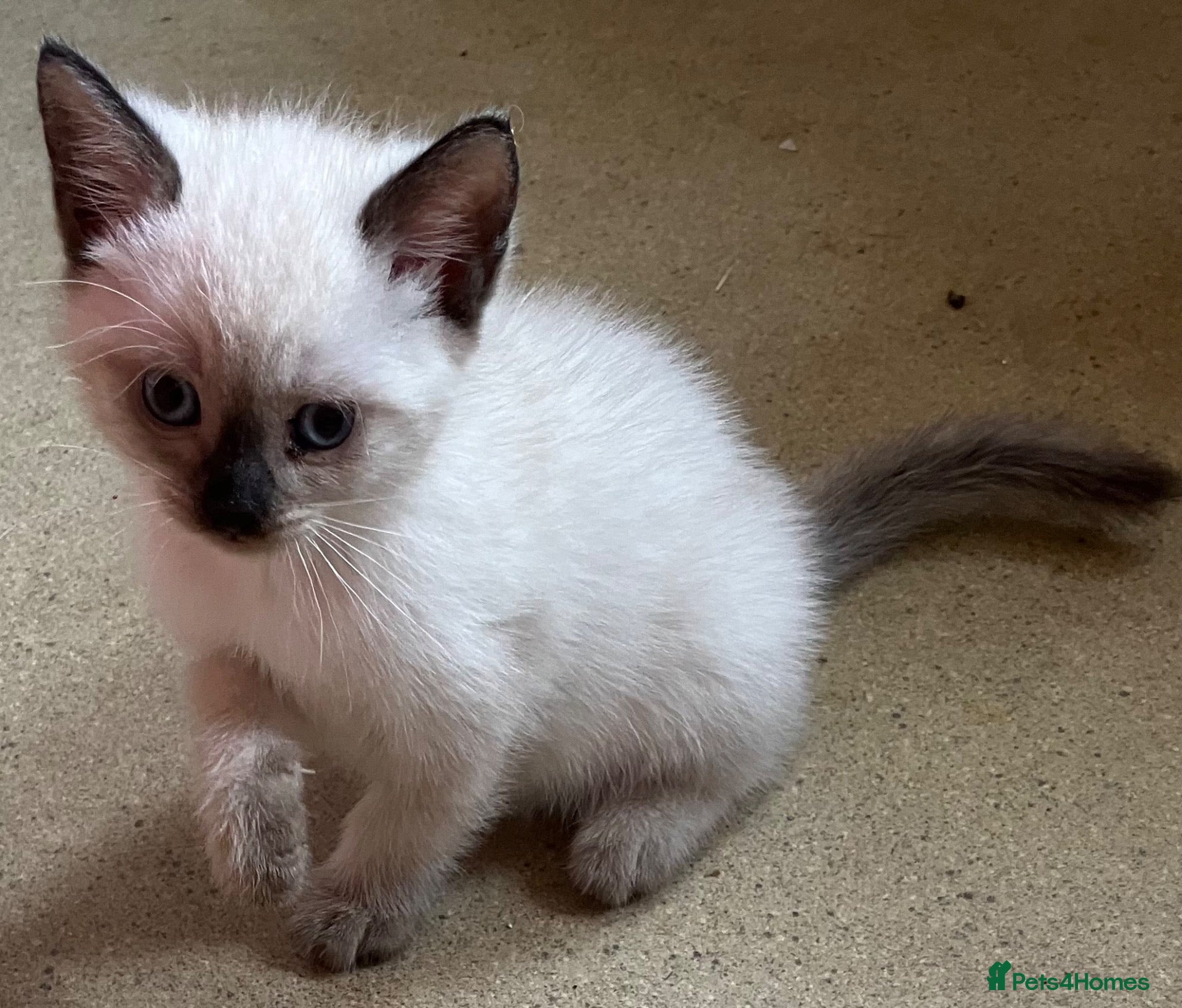 Ragdoll cats for sale: Ragdoll cross kittens.  - Advert 2