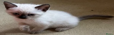 Ragdoll 1