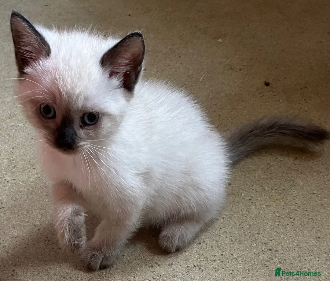 Ragdoll cats for sale: Ragdoll cross kittens.  - Advert 2