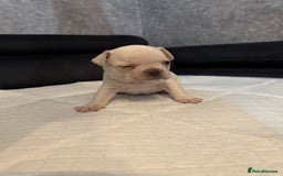 French Bulldog dogs for sale: French bulldog  - Image 11