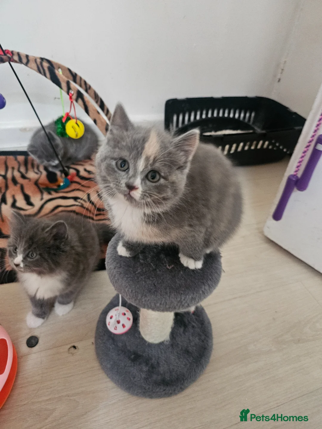 British Shorthair cats for sale: BRITISH SHORTHAIR AND BRITISH LONGHAIR  in Walsall - Advert 2