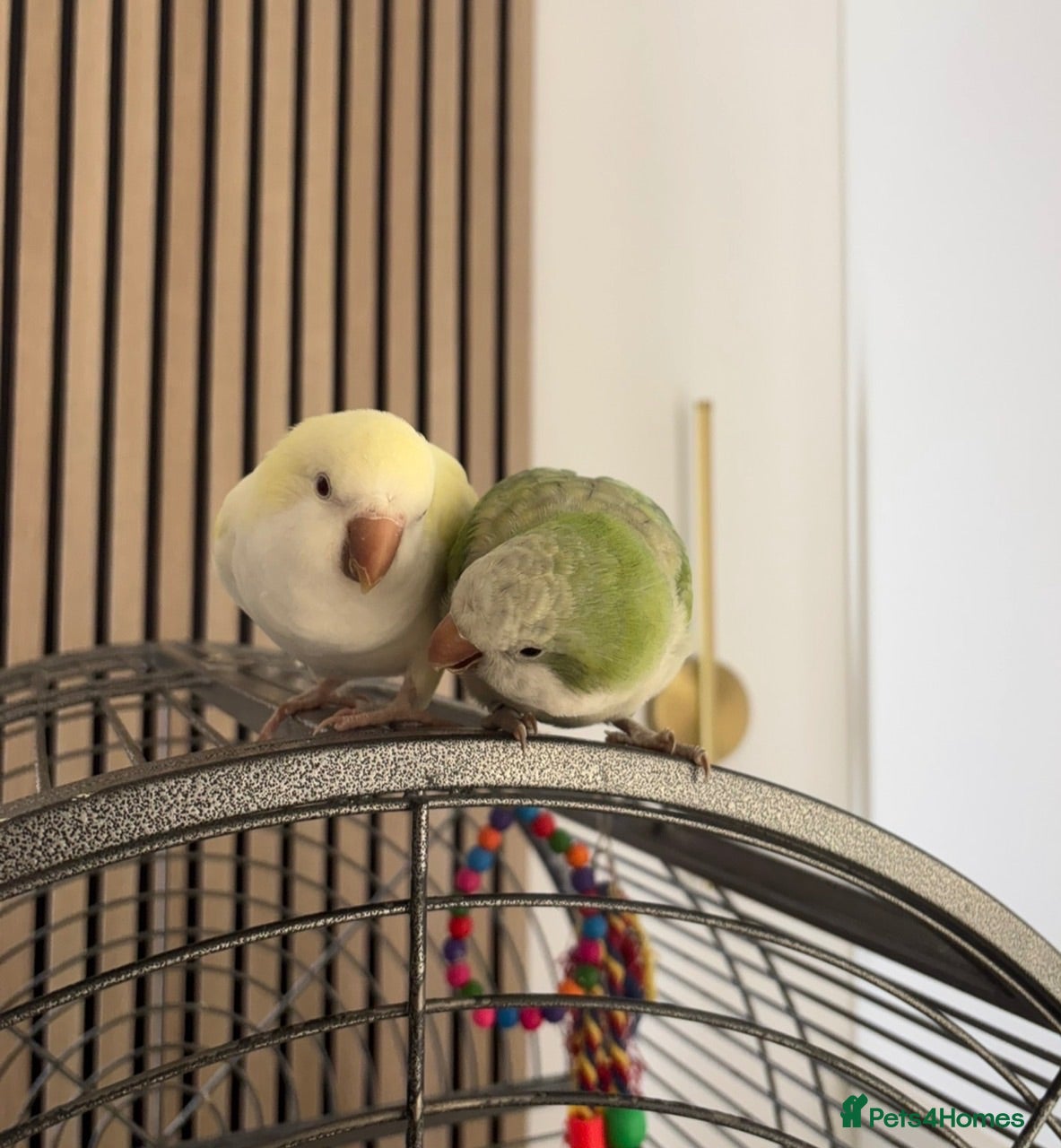 Parakeets birds Bonded pair Quakers  - Advert 1