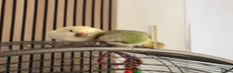 Parakeets birds for sale: Bonded pair Quakers  in Middlesbrough - Advert 1