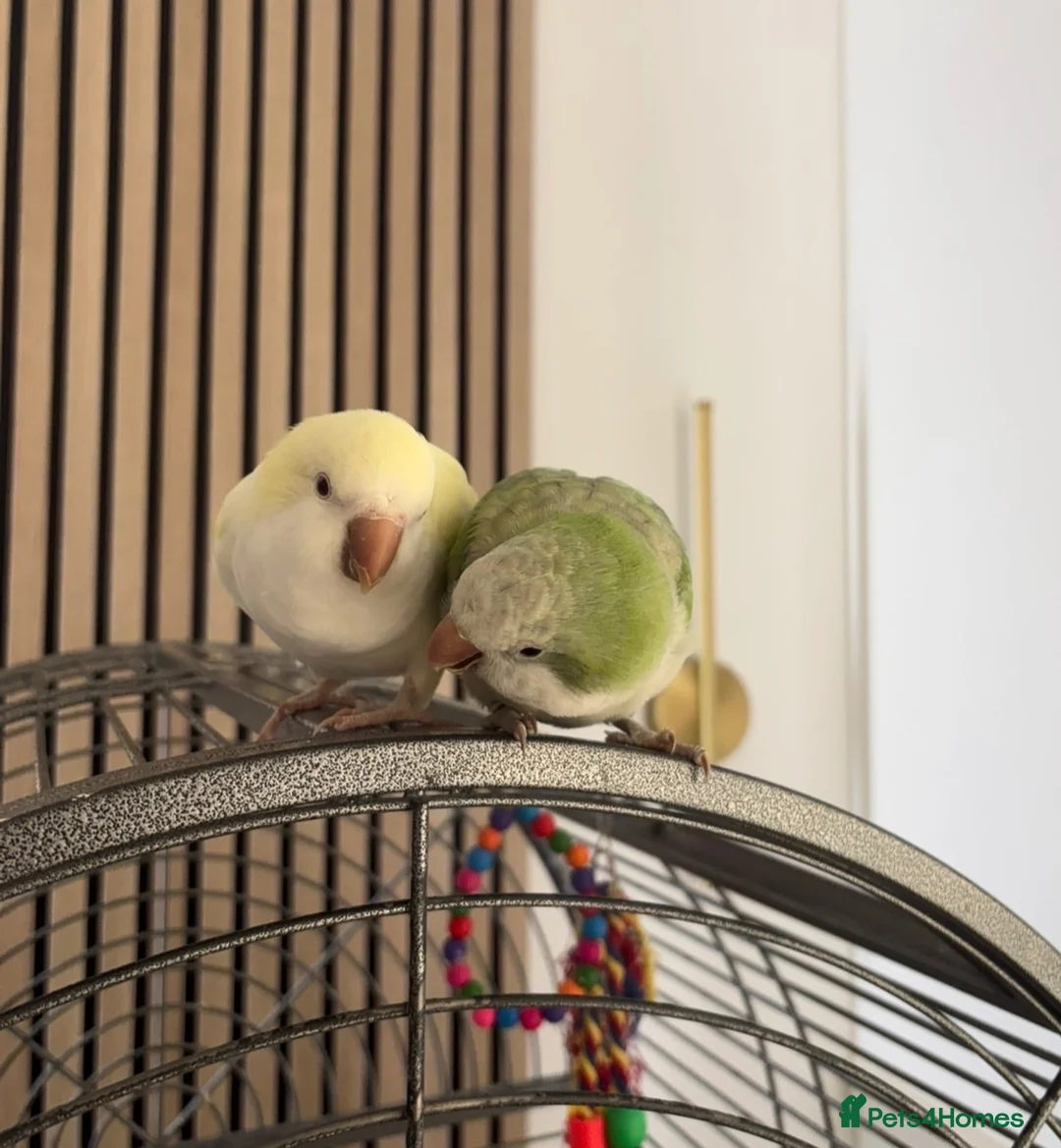 Parakeets birds for sale: Bonded pair Quakers  in Middlesbrough - Advert 1