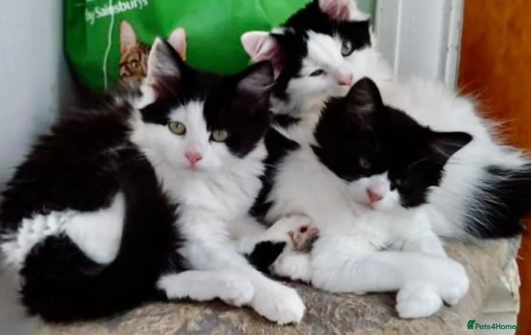 Mixed Breed cats for sale: Main Coon Mix Kittens looking for a home  - Advert 2