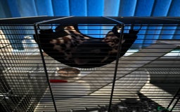 Rat rodents for sale: 2 rats with big cage and accessories  - Image 4