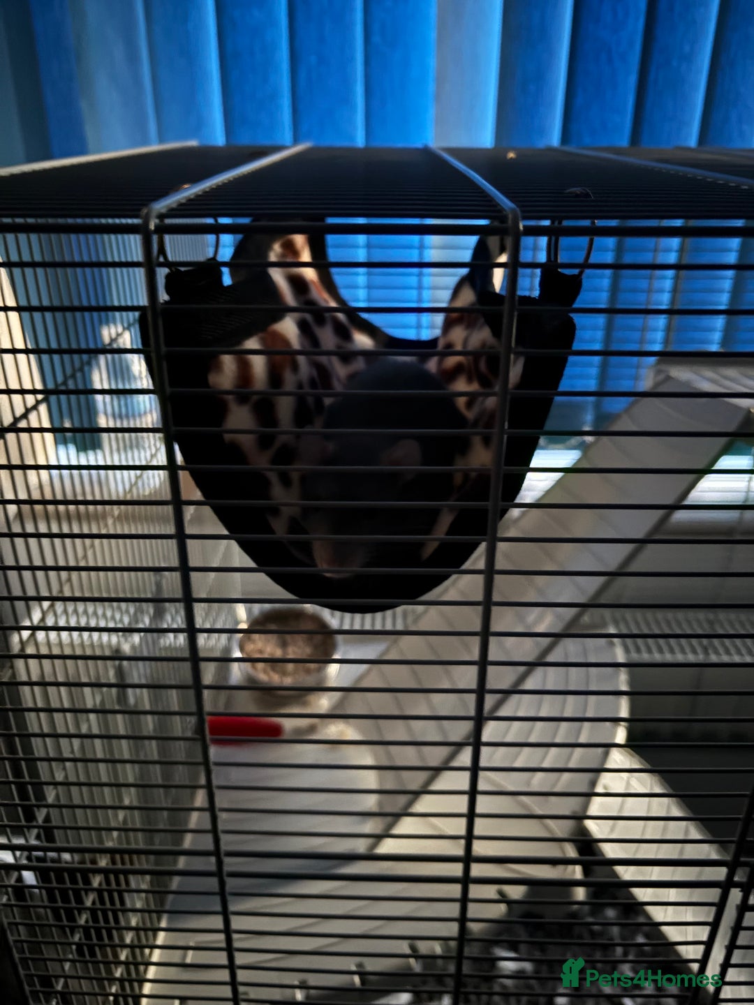 Rat rodents for sale: 2 rats with big cage and accessories  - Image 4