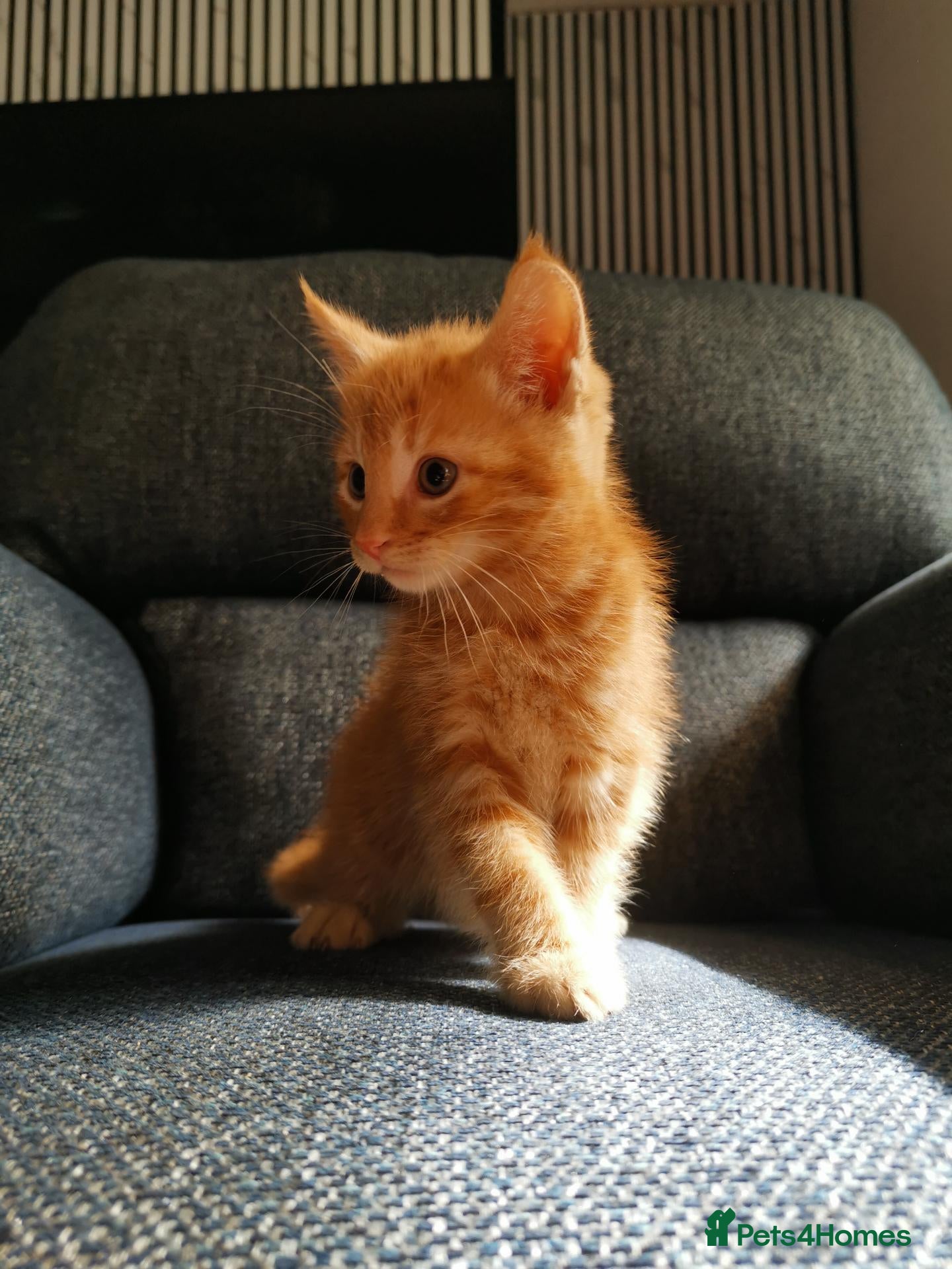 Mixed Breed cats Beautiful Kittens  - Advert 1