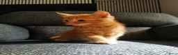 Mixed Breed cats for sale: Beautiful Kittens  - Advert 1