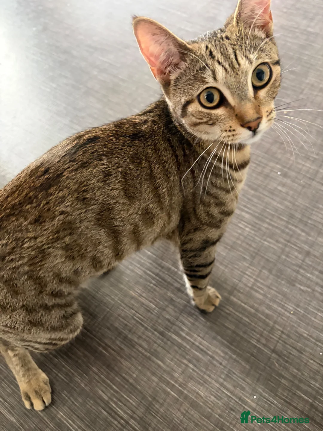 Mixed Breed cats for sale: Bengal Cross Kitten in Northampton - Advert 2