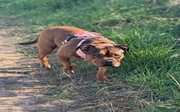 Mixed Breed dogs for sale: Pocket Bully Cross - Image 7
