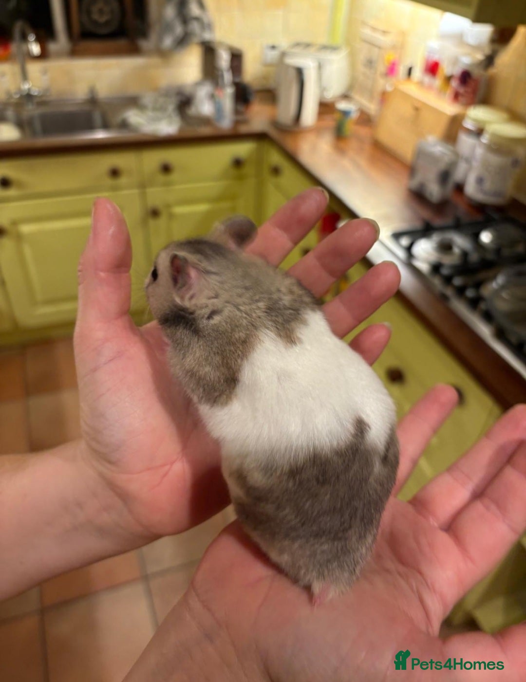 Hamster rodents for sale: Syrian hamster - Image 7