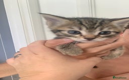 Mixed Breed cats for sale: Boy kitten looking for he’s for ever home  - Image 11
