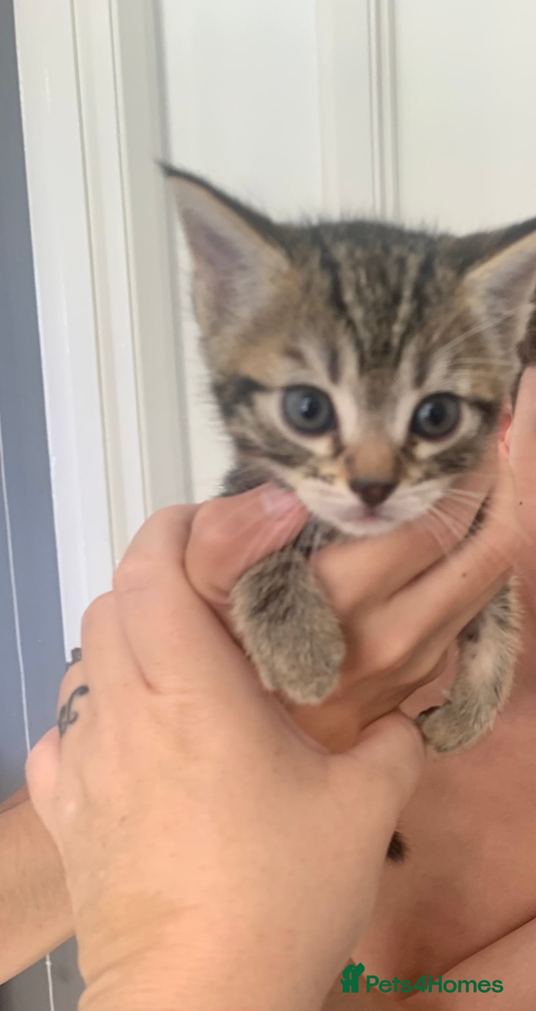 Mixed Breed cats for sale: Boy kitten looking for he’s for ever home  - Image 11