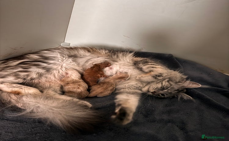 Maine Coon cats - Advert 5