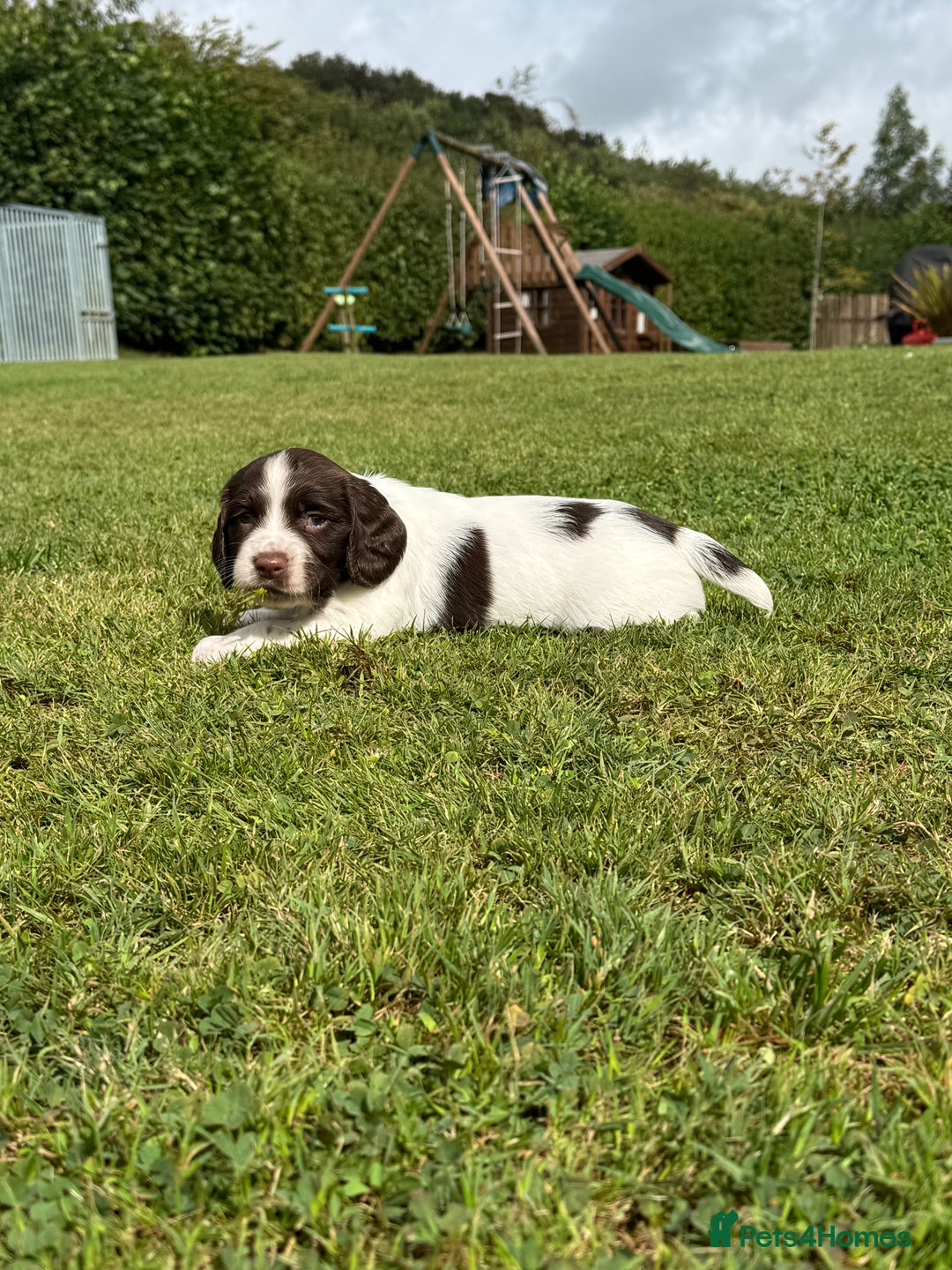 English Springer Spaniel dogs for sale: KC Registered Working Springer Spaniels  - Image 15