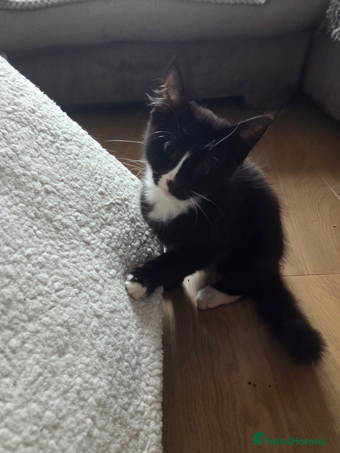 British Longhair cats for sale: 14 week old kittens  - Image 10