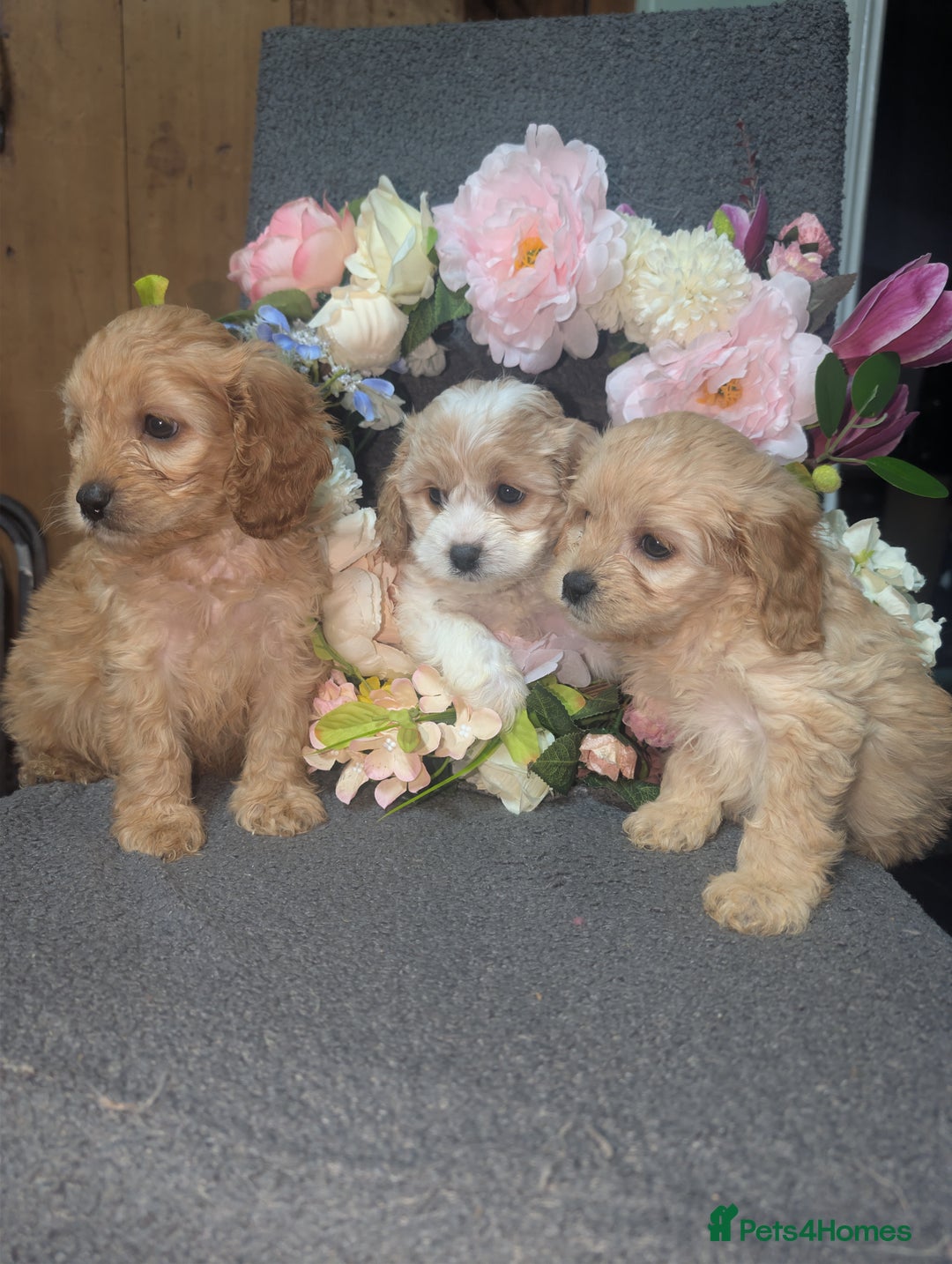 Cavapoo dogs for sale: Cavapoo F1  - Advert 2
